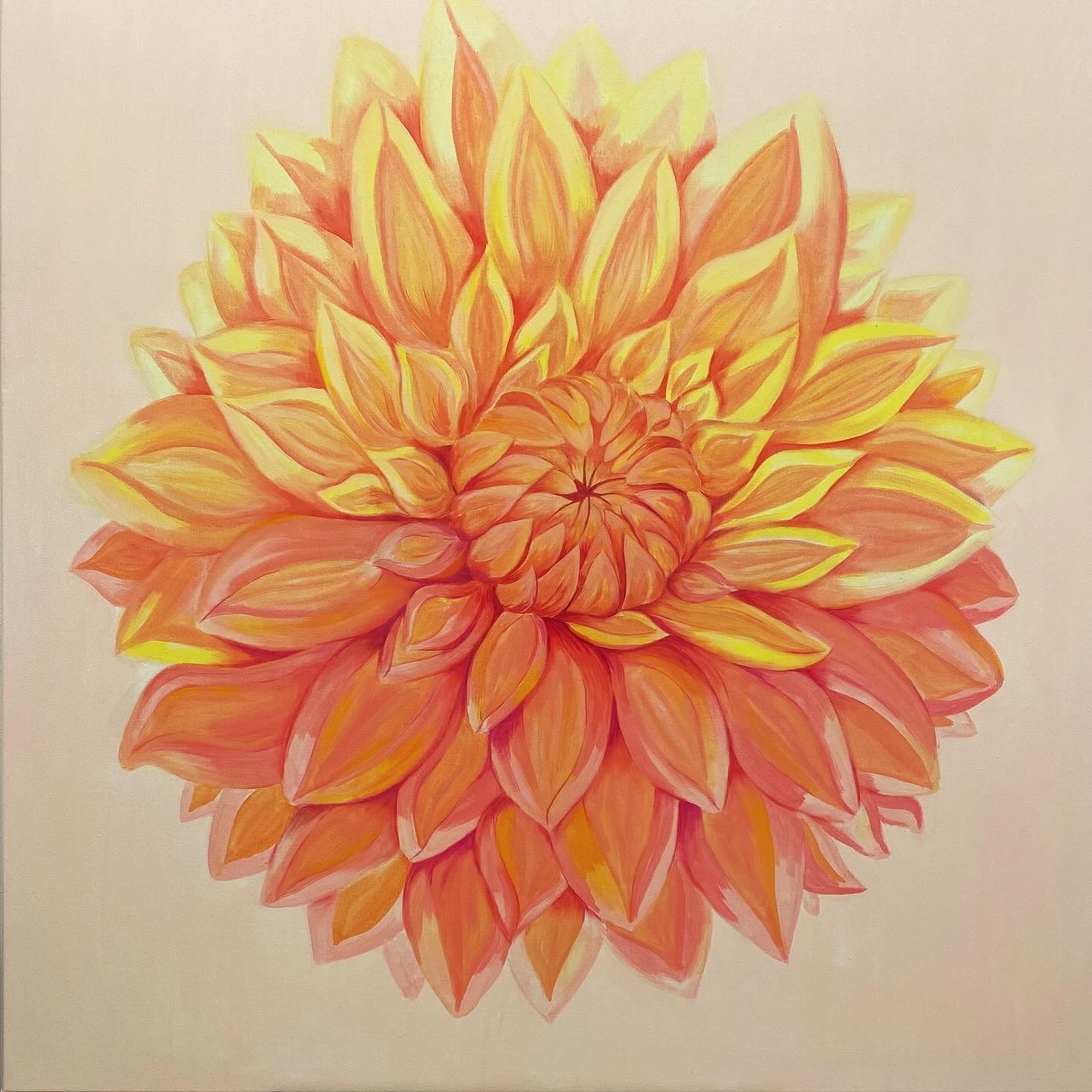 A large orange and yellow dahlia blossom on a pale peach background